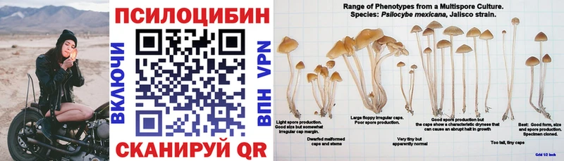 наркотики  Нальчик  Галлюциногенные грибы Psilocybine cubensis 